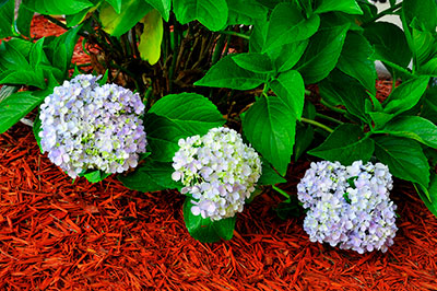 Commercial Mulching, Ruston, LA