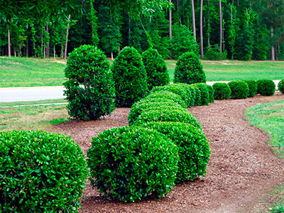 Residential Landscape Maintenance, Ruston, LA