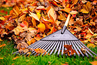 Residential Leaf Removal, Ruston, LA